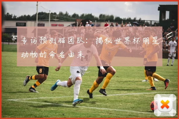 专访预测猫团队：揭秘世界杯明星动物的命名由来