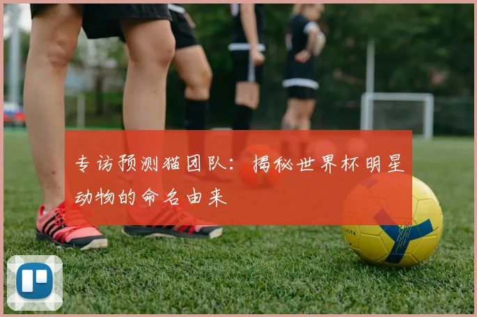 专访预测猫团队：揭秘世界杯明星动物的命名由来